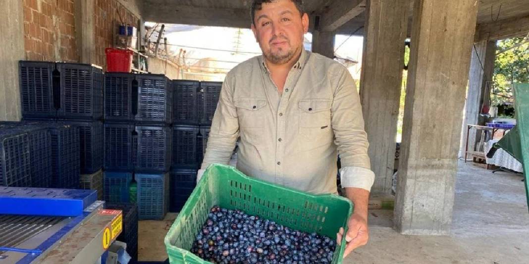 Üreticinin yüzünü güldüren hasat! Rekoltesi düşse de fiyatı zirvede: Rekora koşuyor, 125 TL’den satılıyor 5